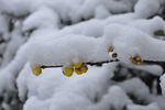 雪中腊梅