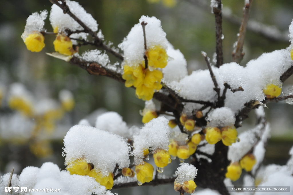 雪中腊梅