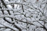冬雪枝条