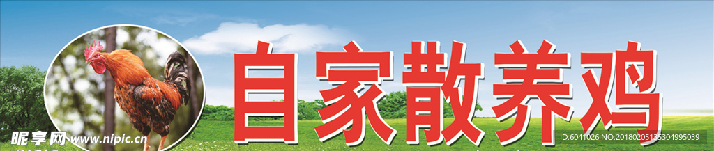 散养鸡