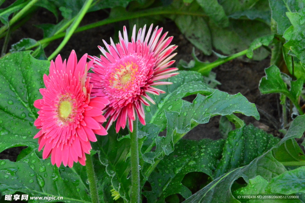 非洲菊