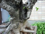 老树