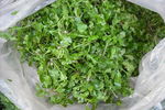 荠菜
