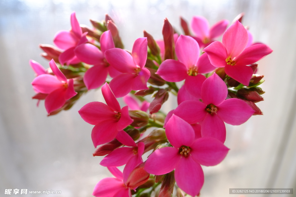 长寿花