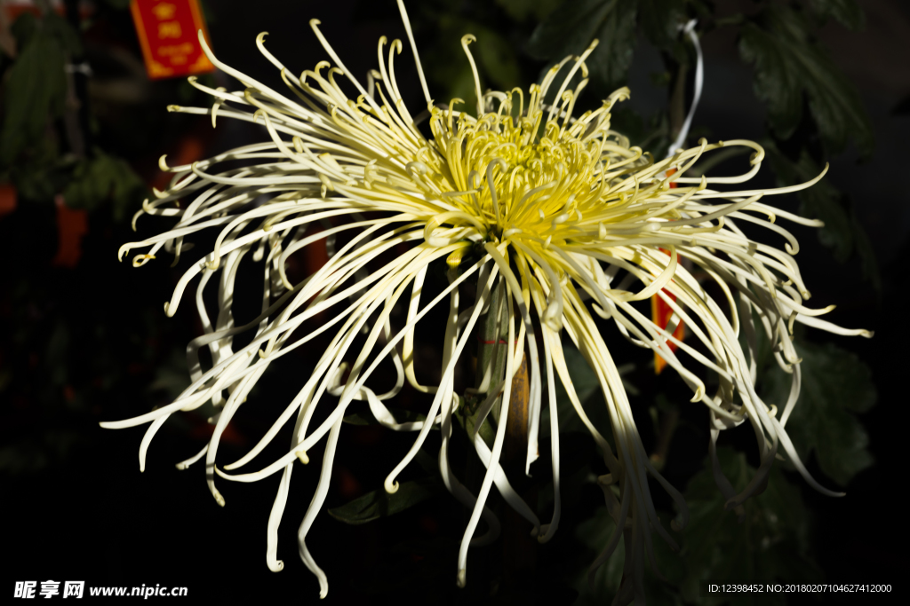 菊花 秋菊 美丽的鲜花 鲜花