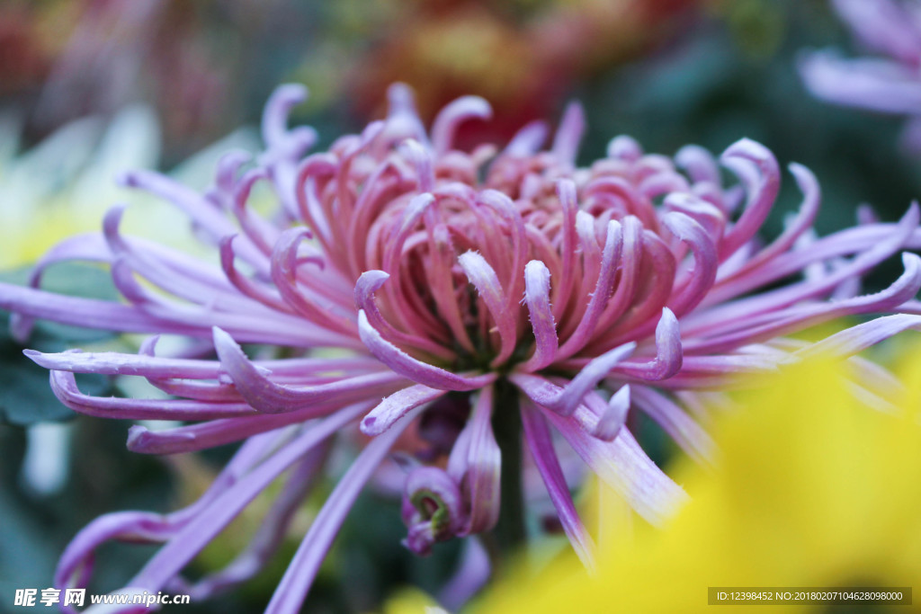 菊花