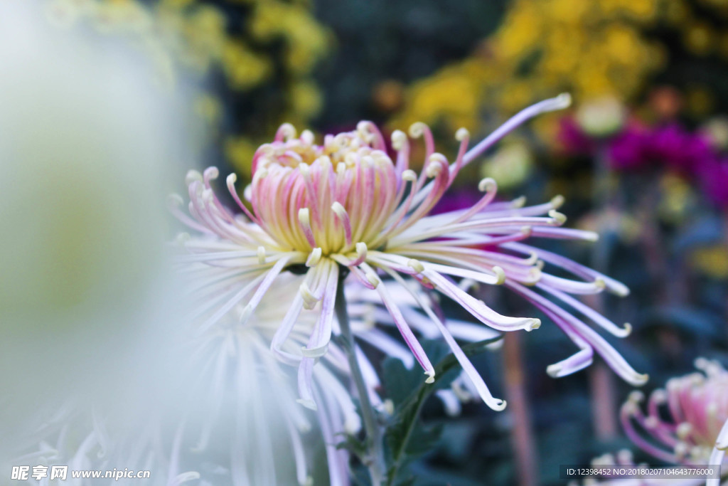 菊花