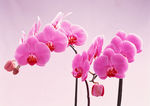 粉色鲜花