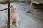 家养猫咪