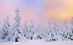 雪景