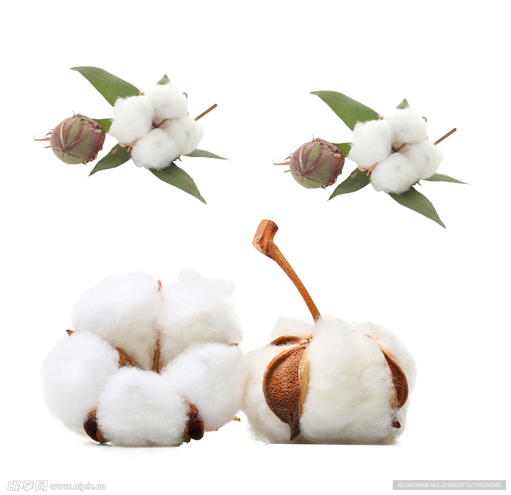 棉花