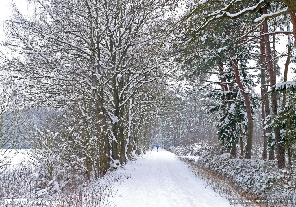 冬天树木雪景图片
