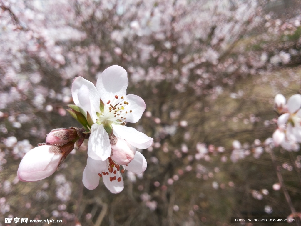 桃花