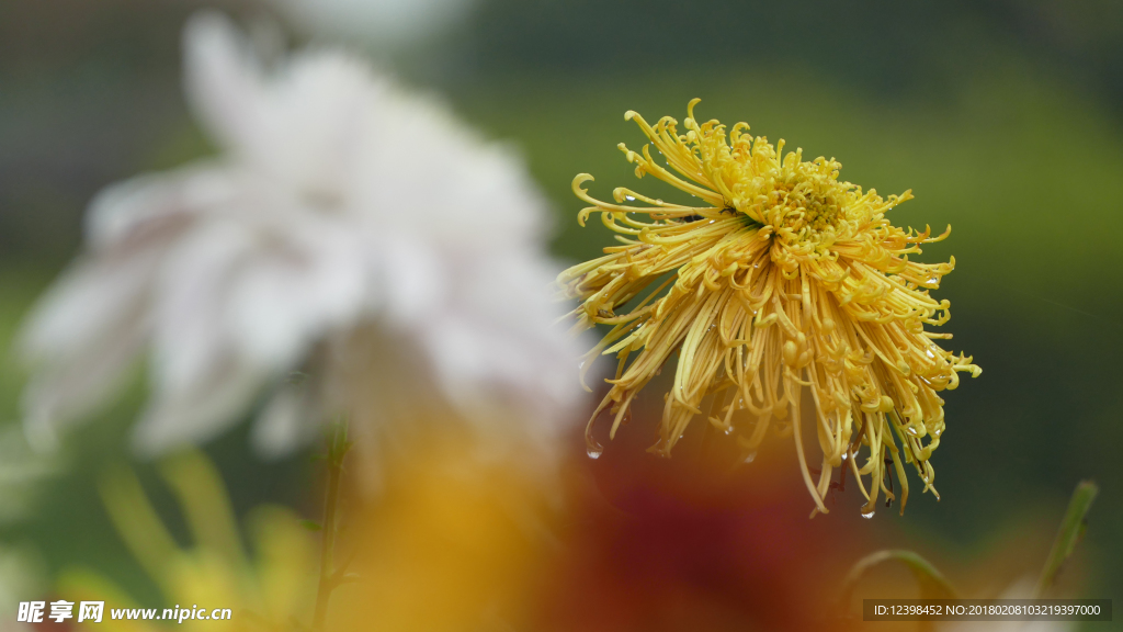 菊花