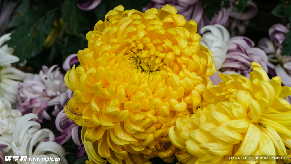 菊花