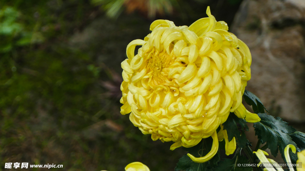 菊花