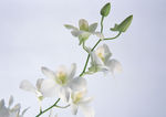 兰花
