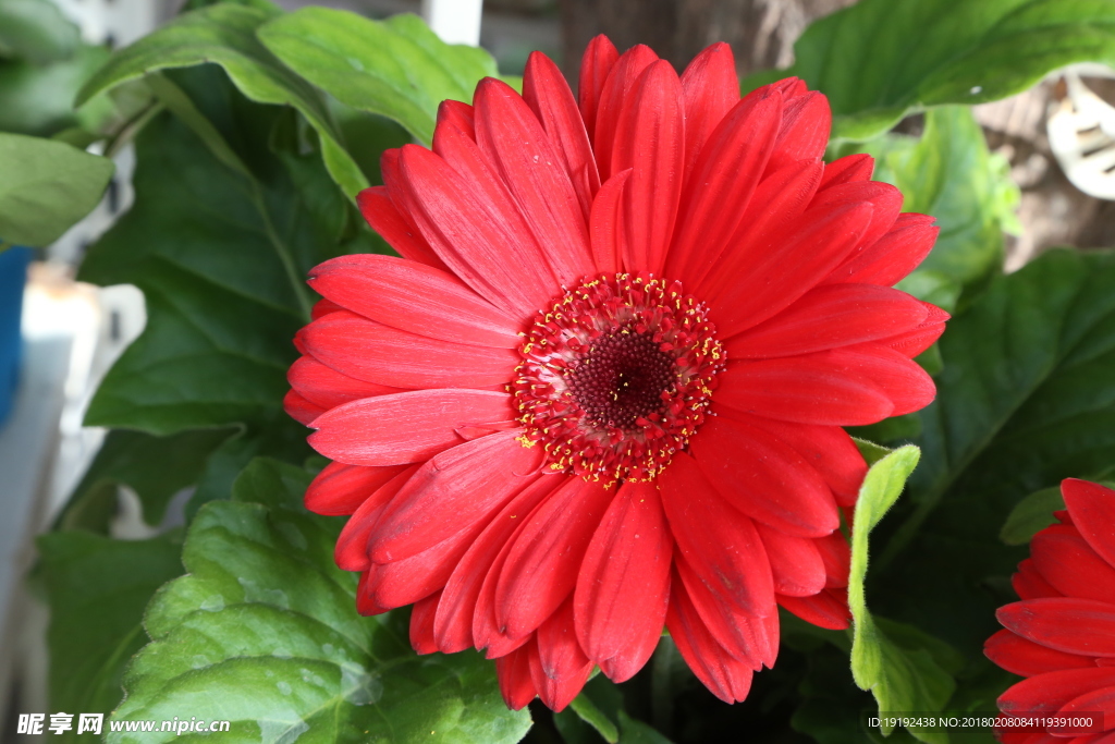 非洲菊