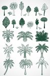 植物树