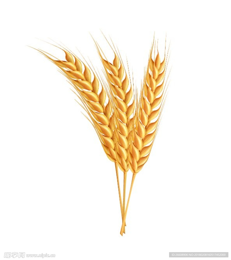 麦穗