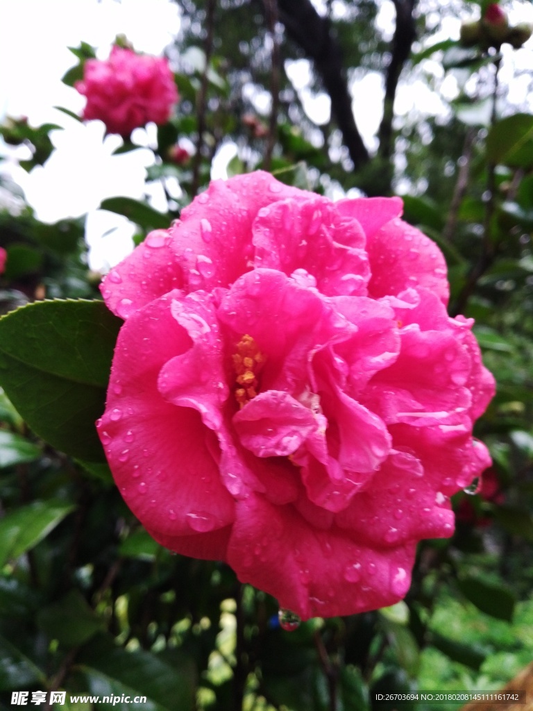 美丽的山茶花花朵