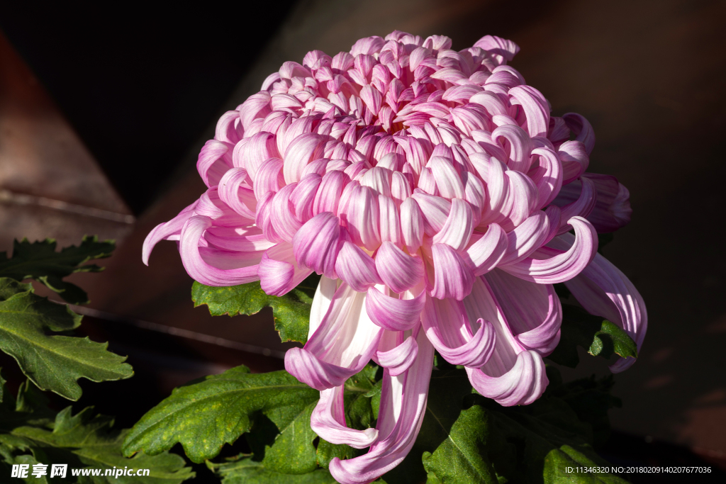 菊花