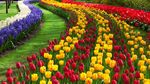 郁金香花带