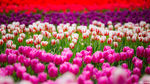 郁金香花带