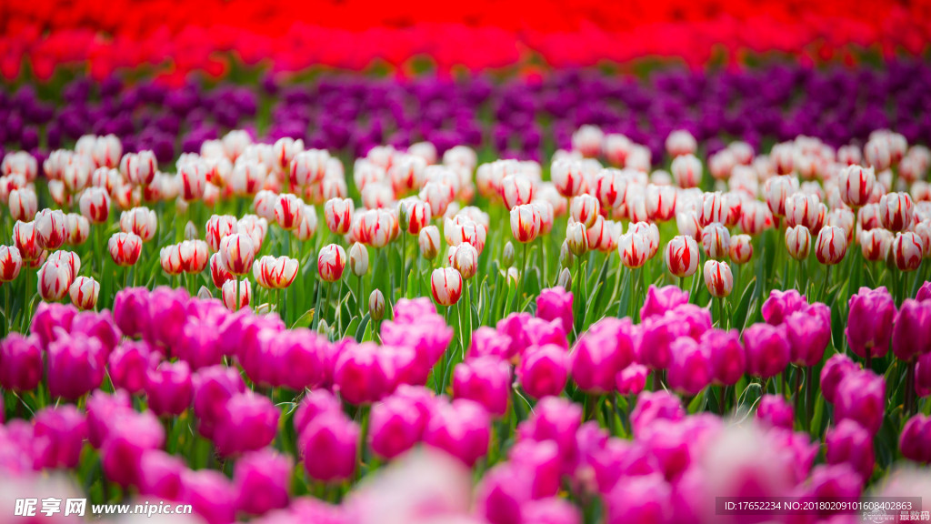 郁金香花带