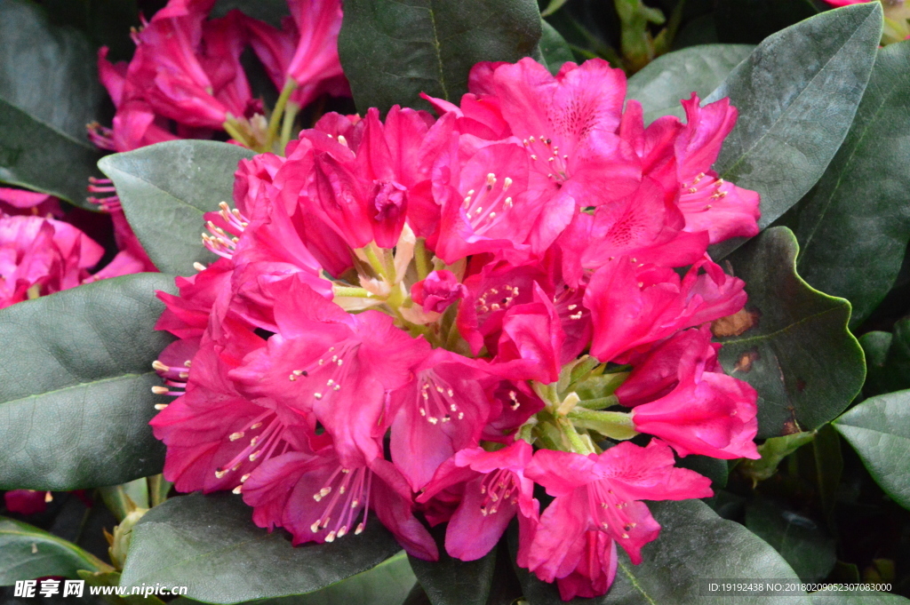 高山杜鹃花