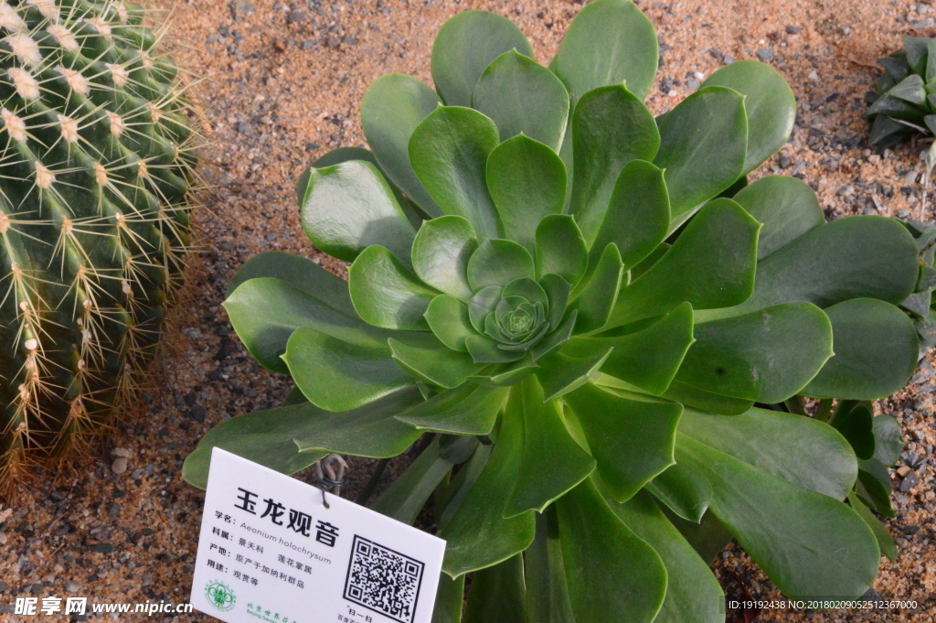 多肉花卉