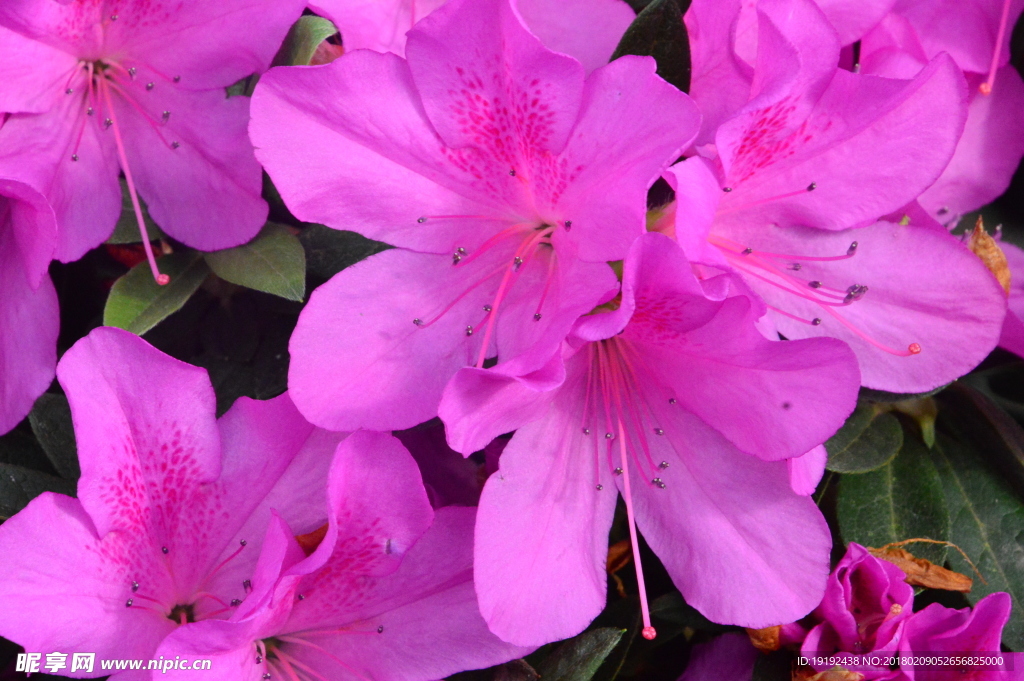 杜鹃花