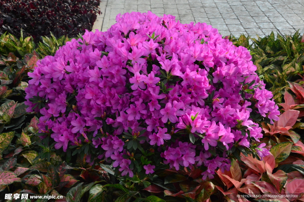 杜鹃花