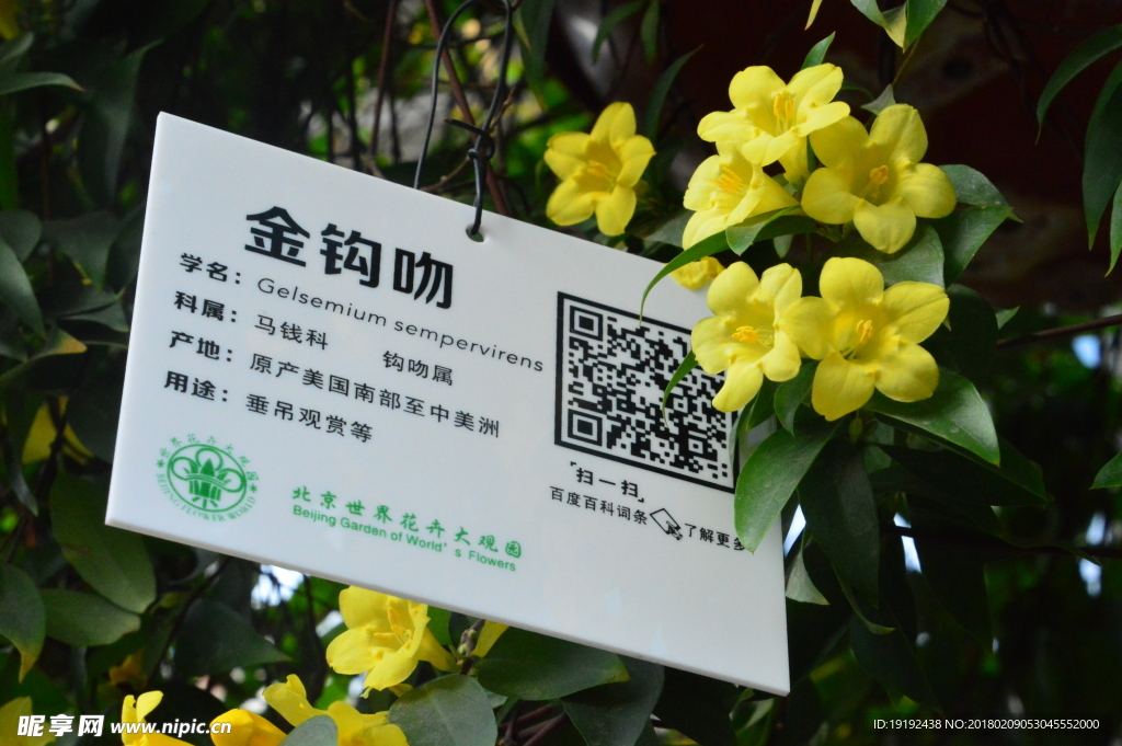 金钩吻