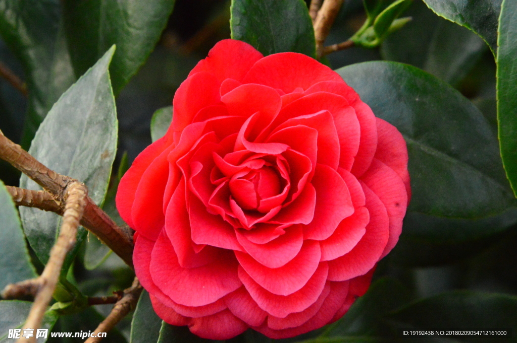 山茶花