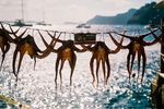 海鲜 水产