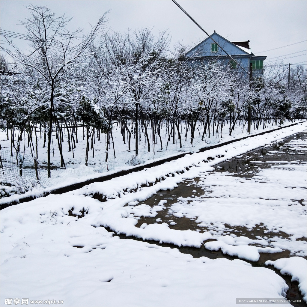 雪中的树林