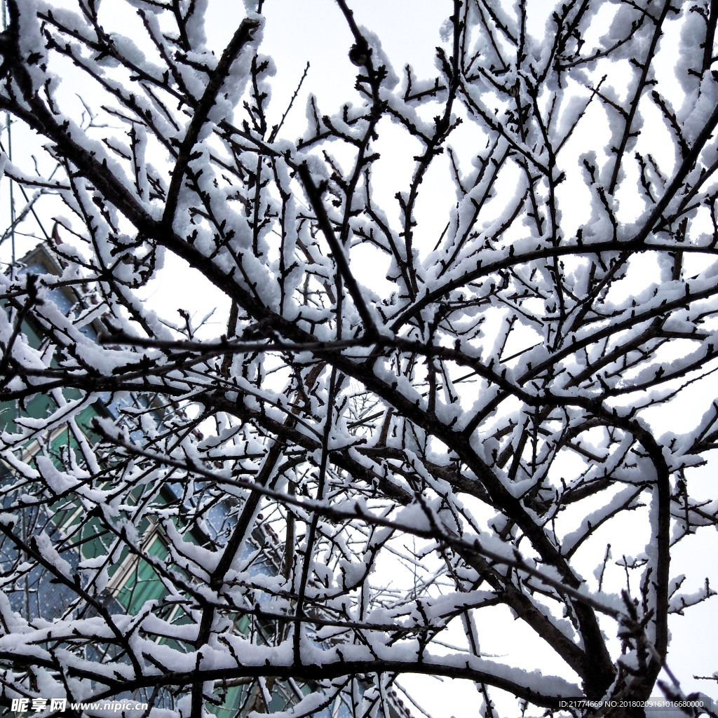 雪中的树枝