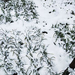 雪中的菜园
