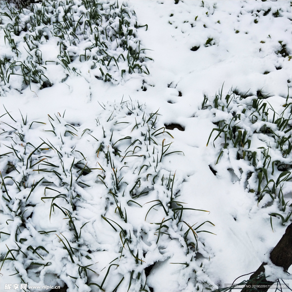 雪中的菜园