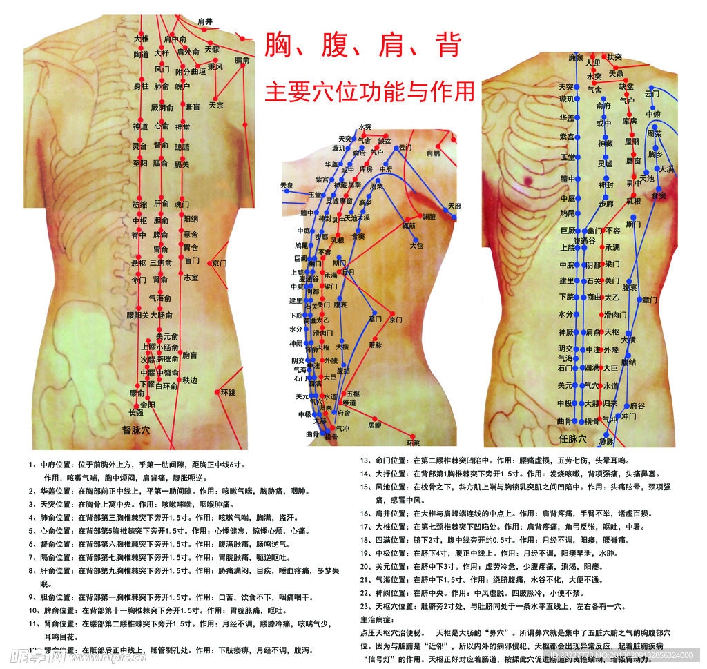 胸腹肩背穴位图