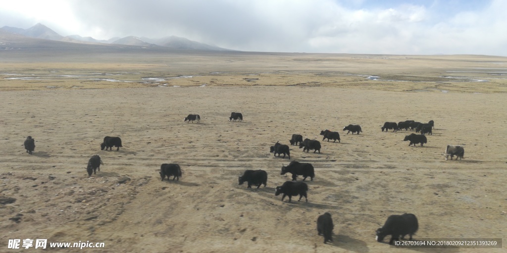 青藏高原大草原上的牦牛
