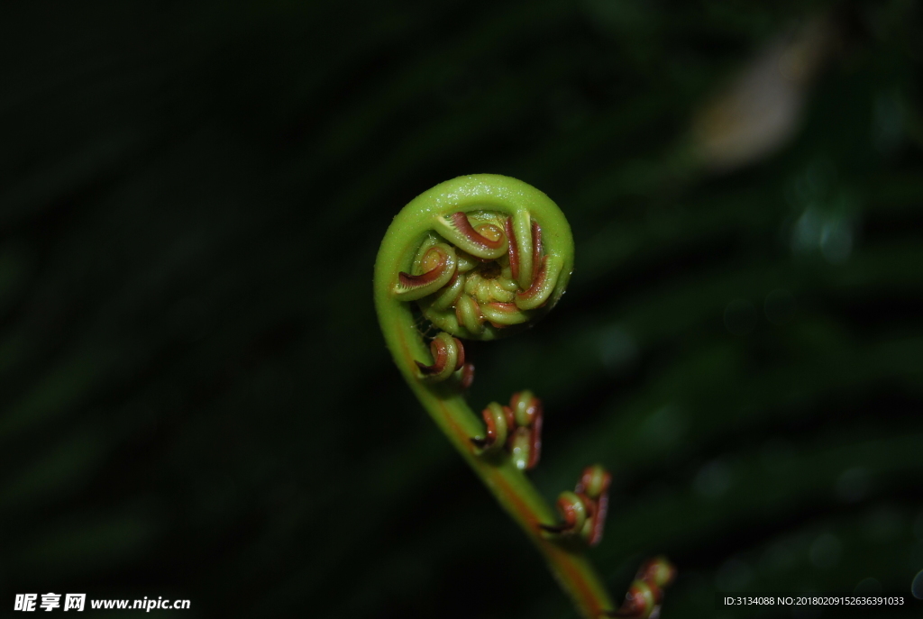 蕨菜