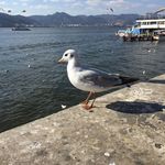 站立的海鸥特写