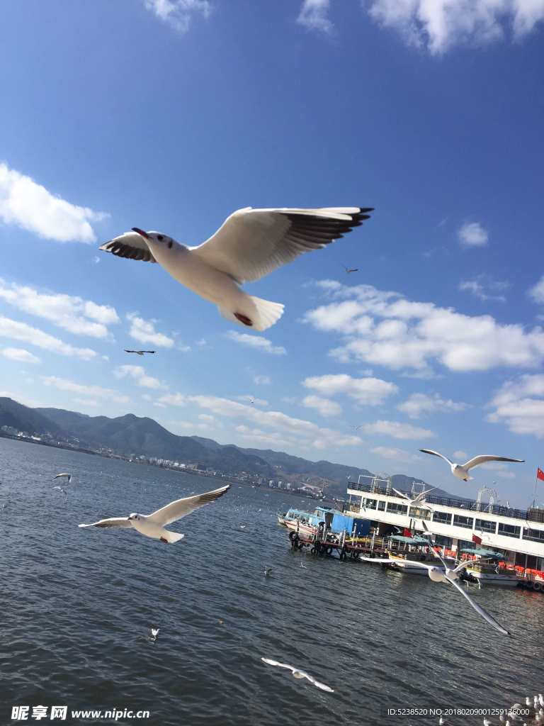 飞翔的海鸥蓝天白云下