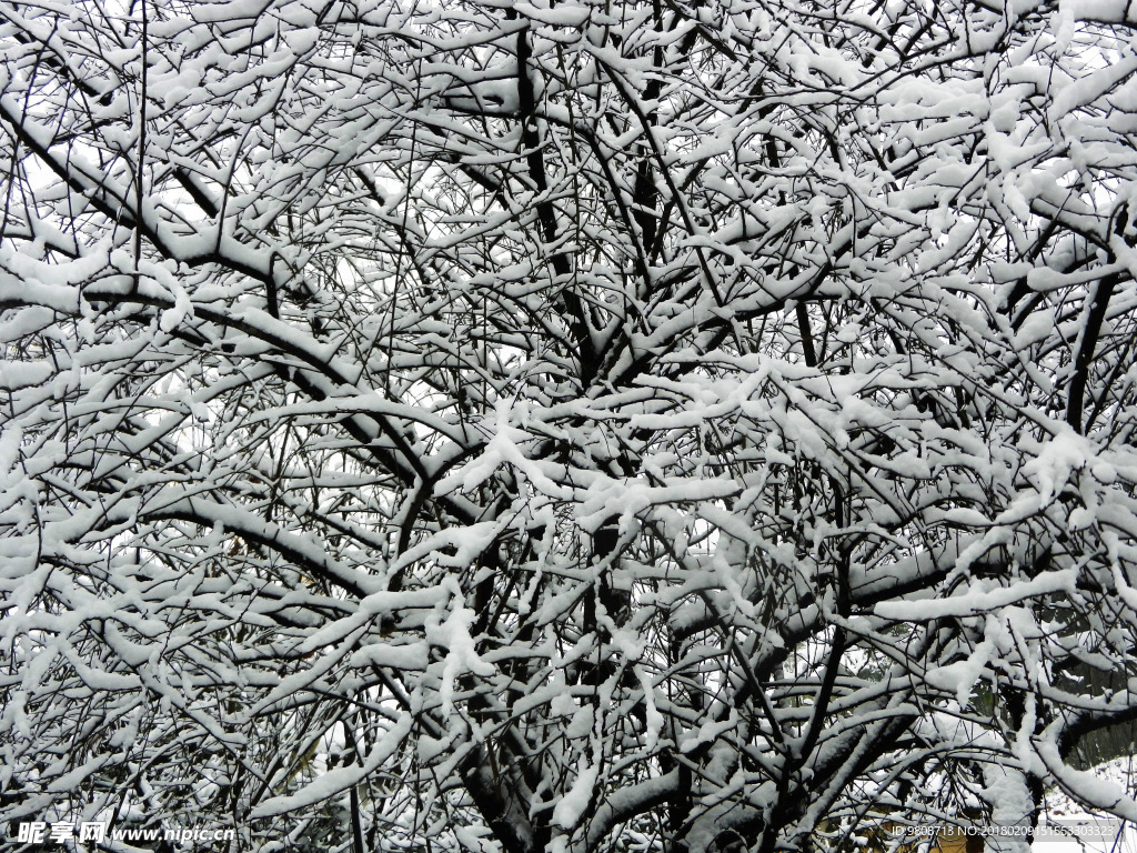 雪景  冰挂