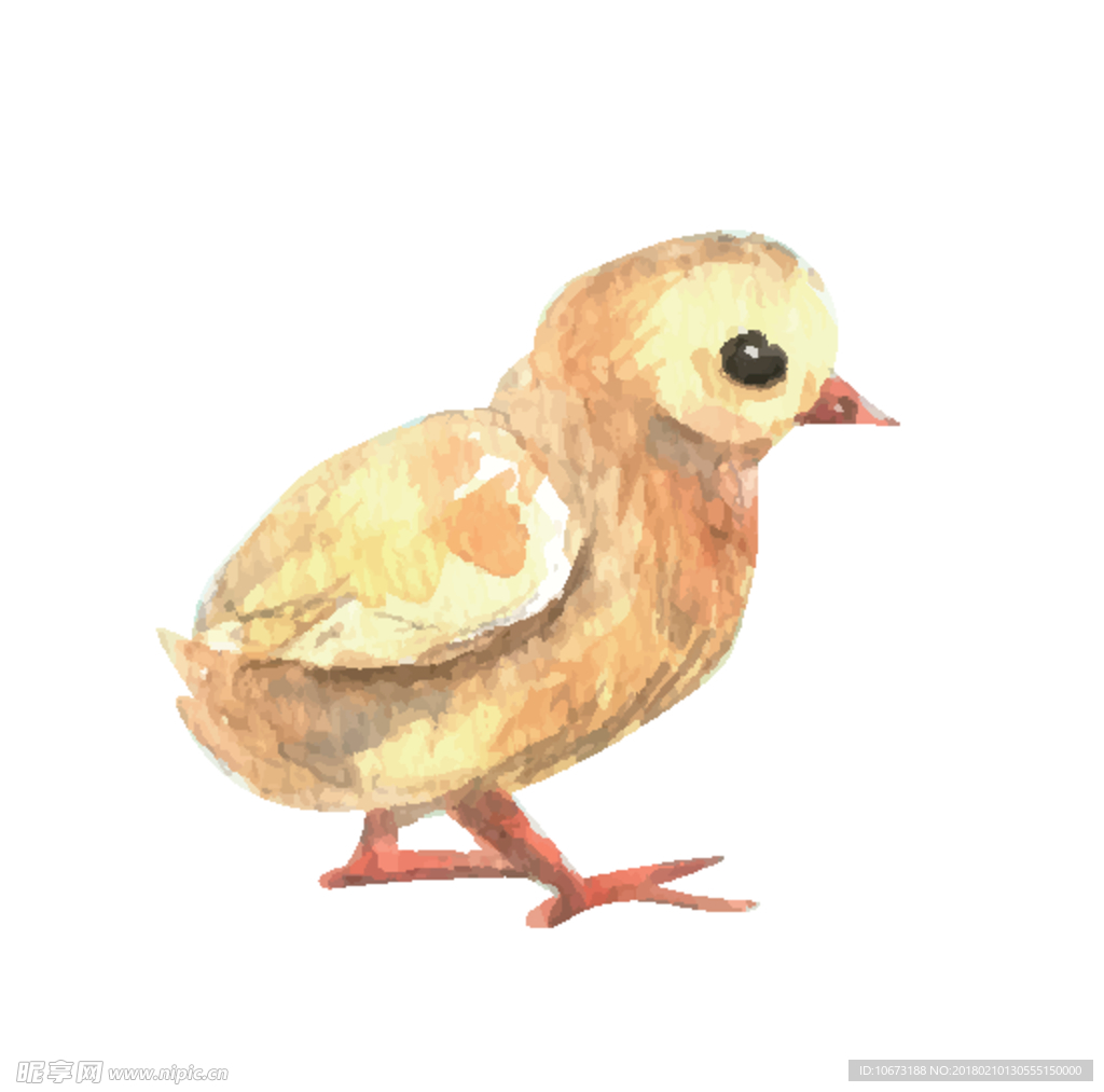 鸡