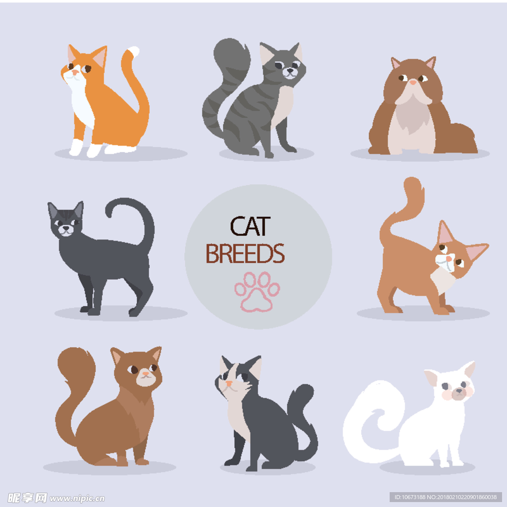 猫