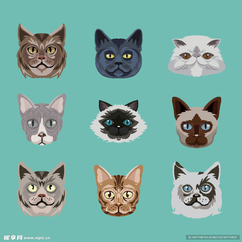 猫