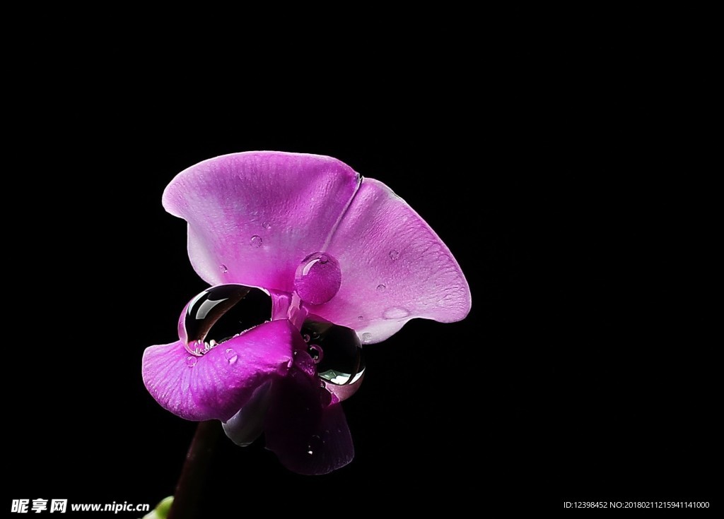 扁豆花